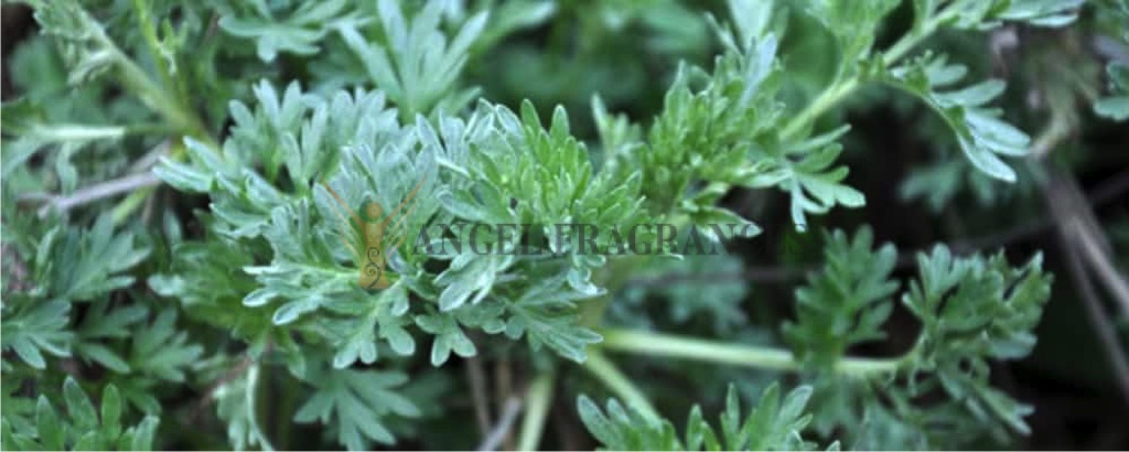 Aceite esencial de Davana puro