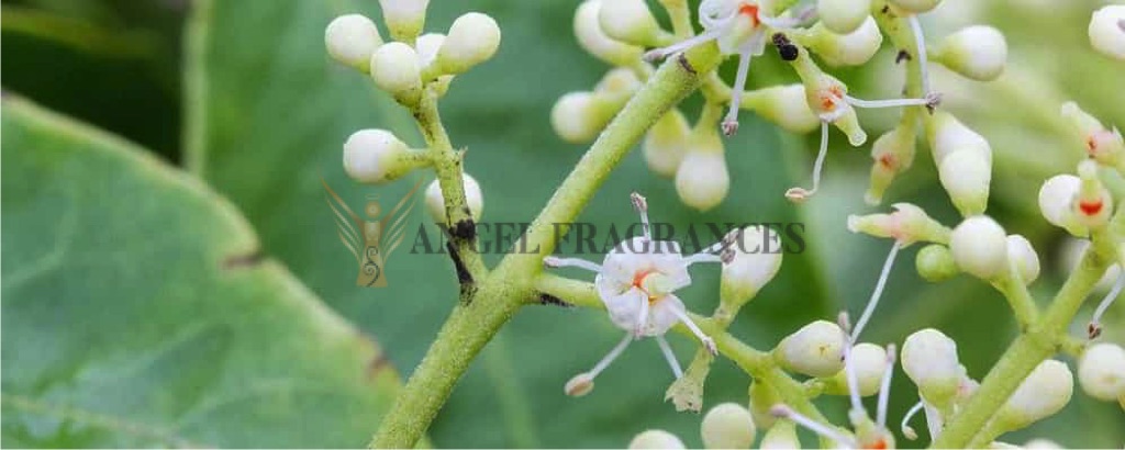 Pure Amyris Essential Oil