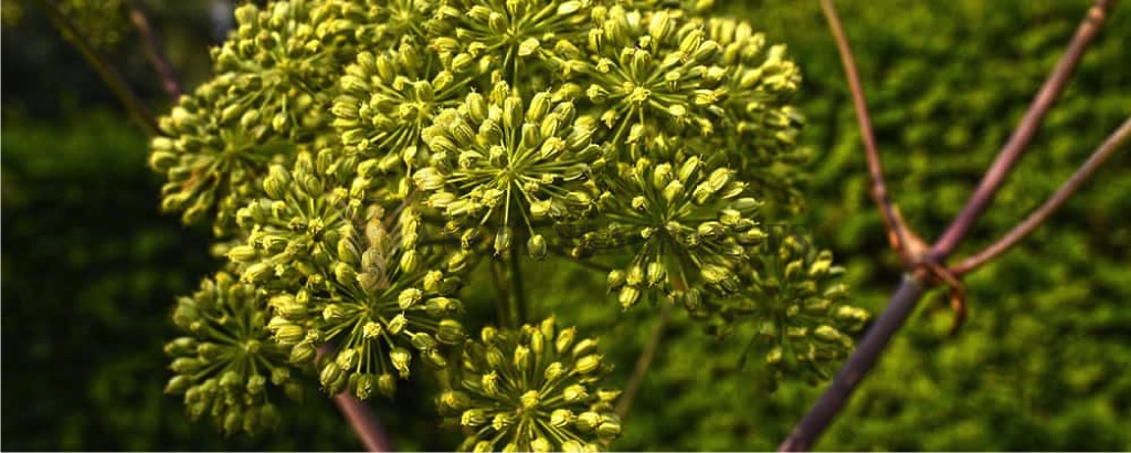 Pure Angelica Essential Oil
