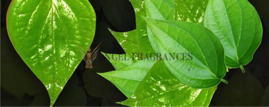 Aceite esencial de hoja de betel puro