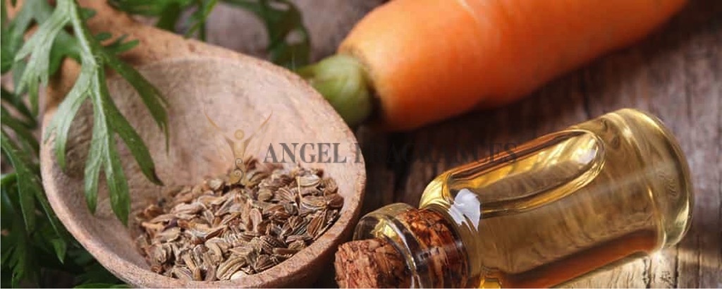 Aceite esencial de semillas de zanahoria pura