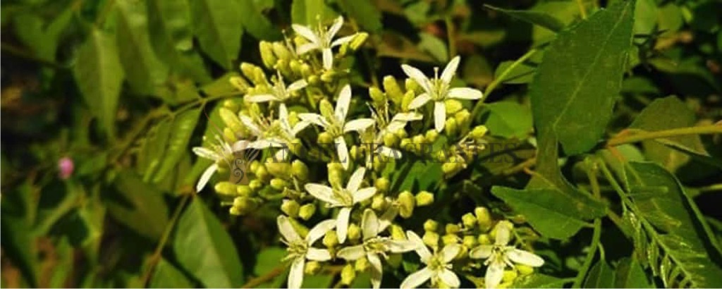 Aceite esencial de hoja de curry puro