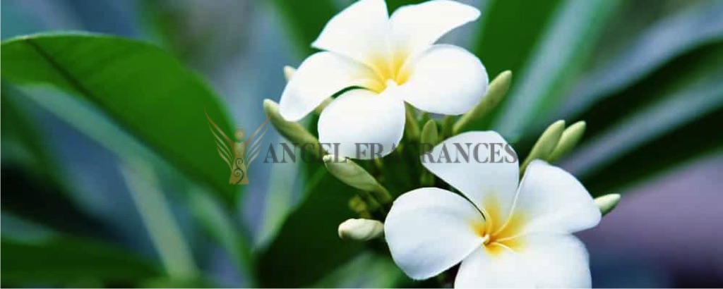 Aceite esencial de frangipani puro