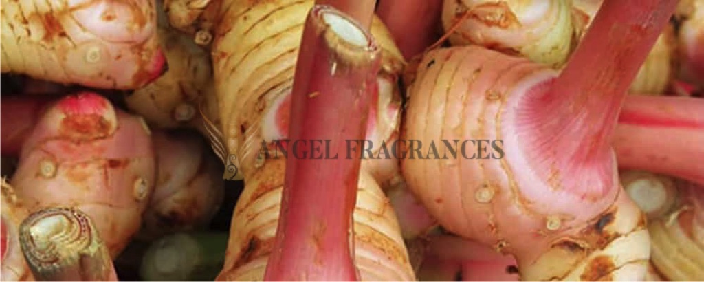 Huile essentielle de galangale pure