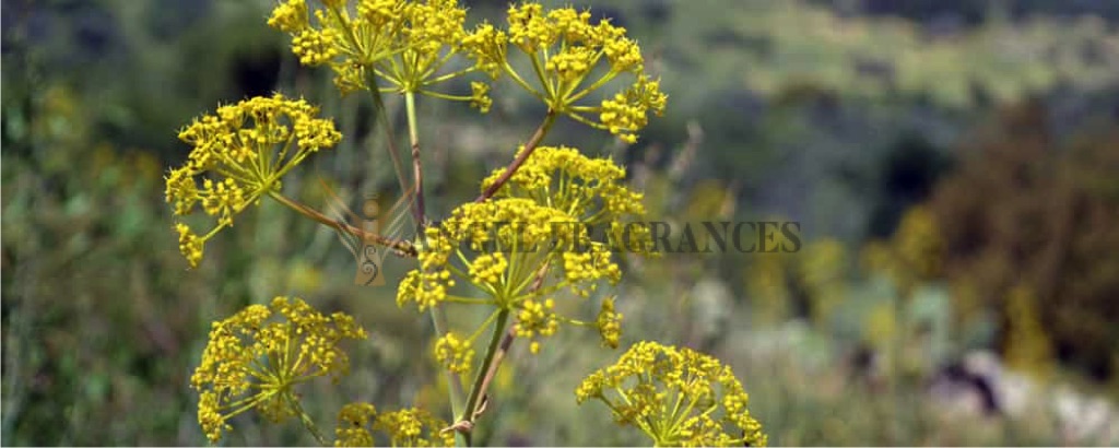 Aceite esencial de Galbanum puro