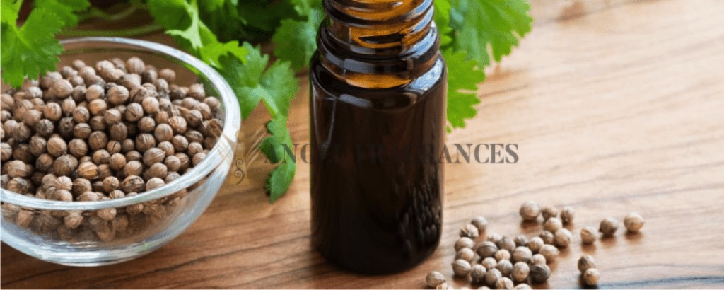 Aceite esencial de cilantro