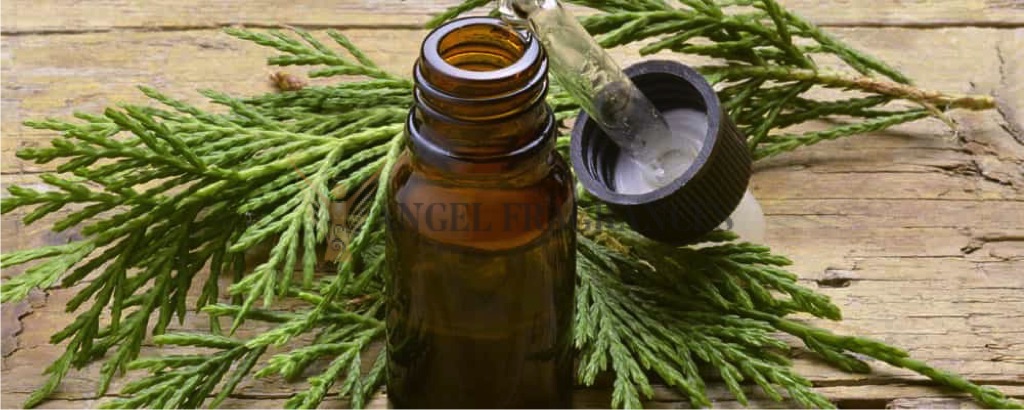 Aceite esencial de la hoja de ciprés