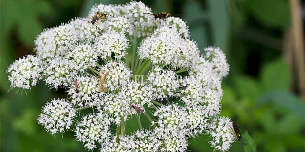 Acheter Huile de parfum angelica