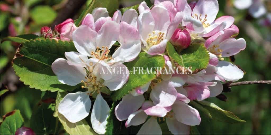  buy Apple Blossoms and Elderflower Fragrance Oil