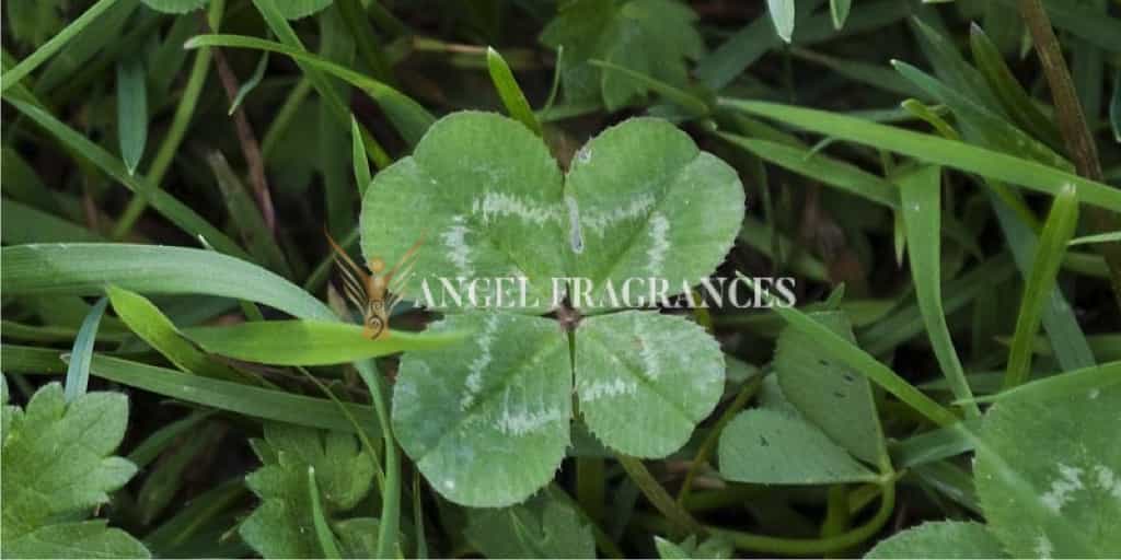 Acheter Trèfle 4 feuilles d'huile de parfum