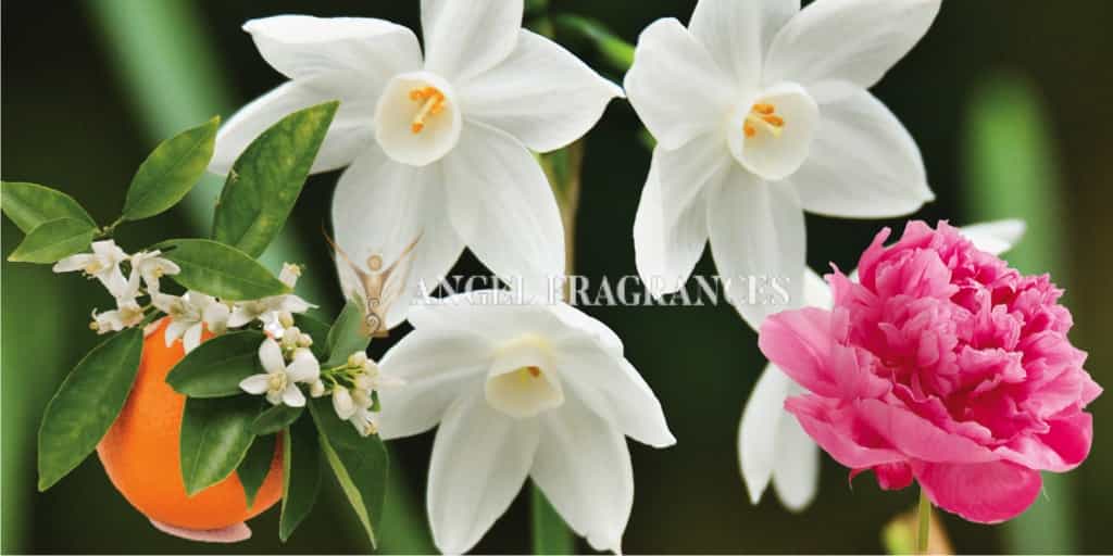 Acheter Diva Elegant Fragrance Huile