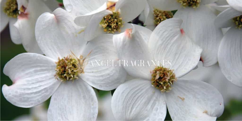  buy Dogwood Flowering Fragrance Oil
