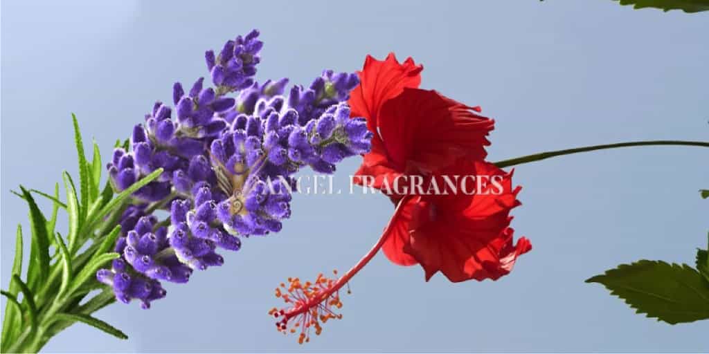  buy Sea Mist Hawaiian Fragrance Oil