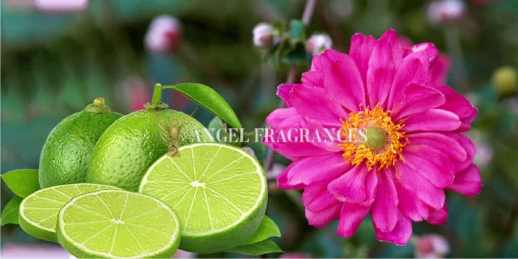 Acheter Huile de parfum rose vif