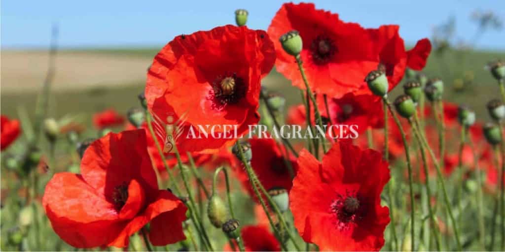  buy Poppies Peppered Fragrance Oil