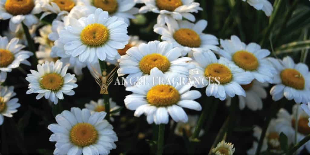 Acheter Type d'huile de parfum de marguerites