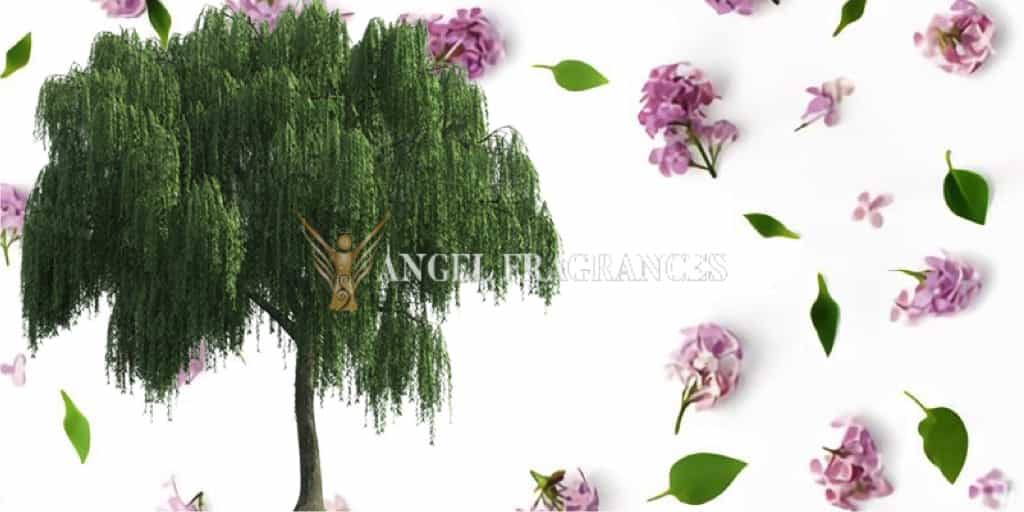  buy Willow and Pink Lilac Fragrance Oil